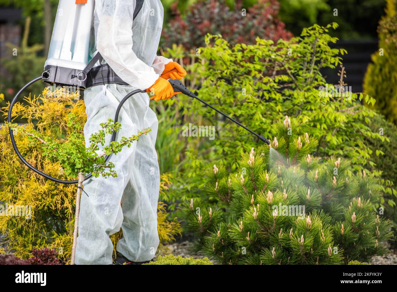 Giardiniere professionale in sicurezza spruzzare pesticidi uniformi sulle piante usando l'irroratrice a pompa. Tema giardinaggio. Foto Stock