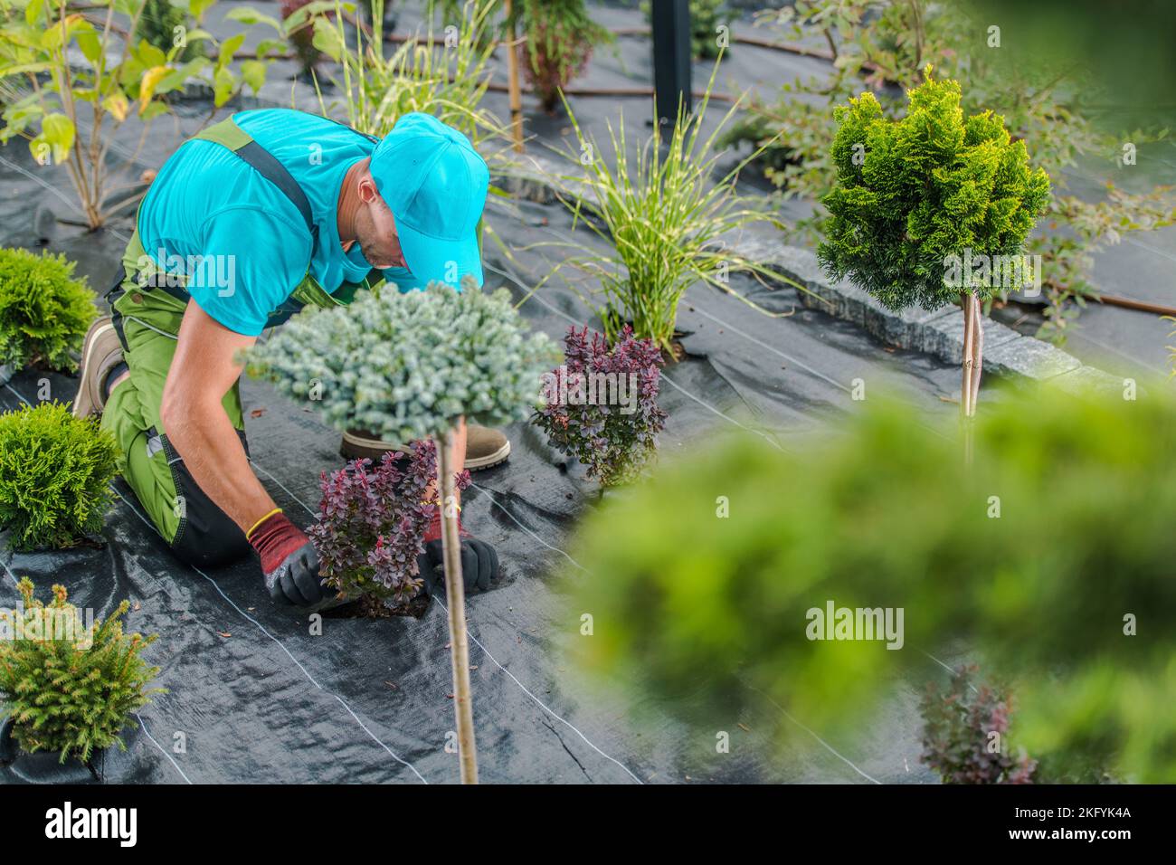 Giardiniere caucasico professionale prendersi cura delle piante per mantenere il paesaggio giardino in buone condizioni. Cura di giardinaggio stagionale. Foto Stock
