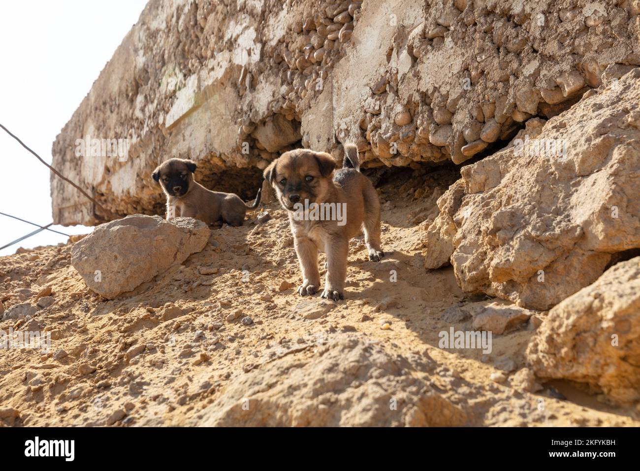 Cuccioli vaganti in una gabbia. Rifugio per cani. L'animale è dietro le sbarre. Cuccioli senza tetto. Crudeltà animale. Foto Stock