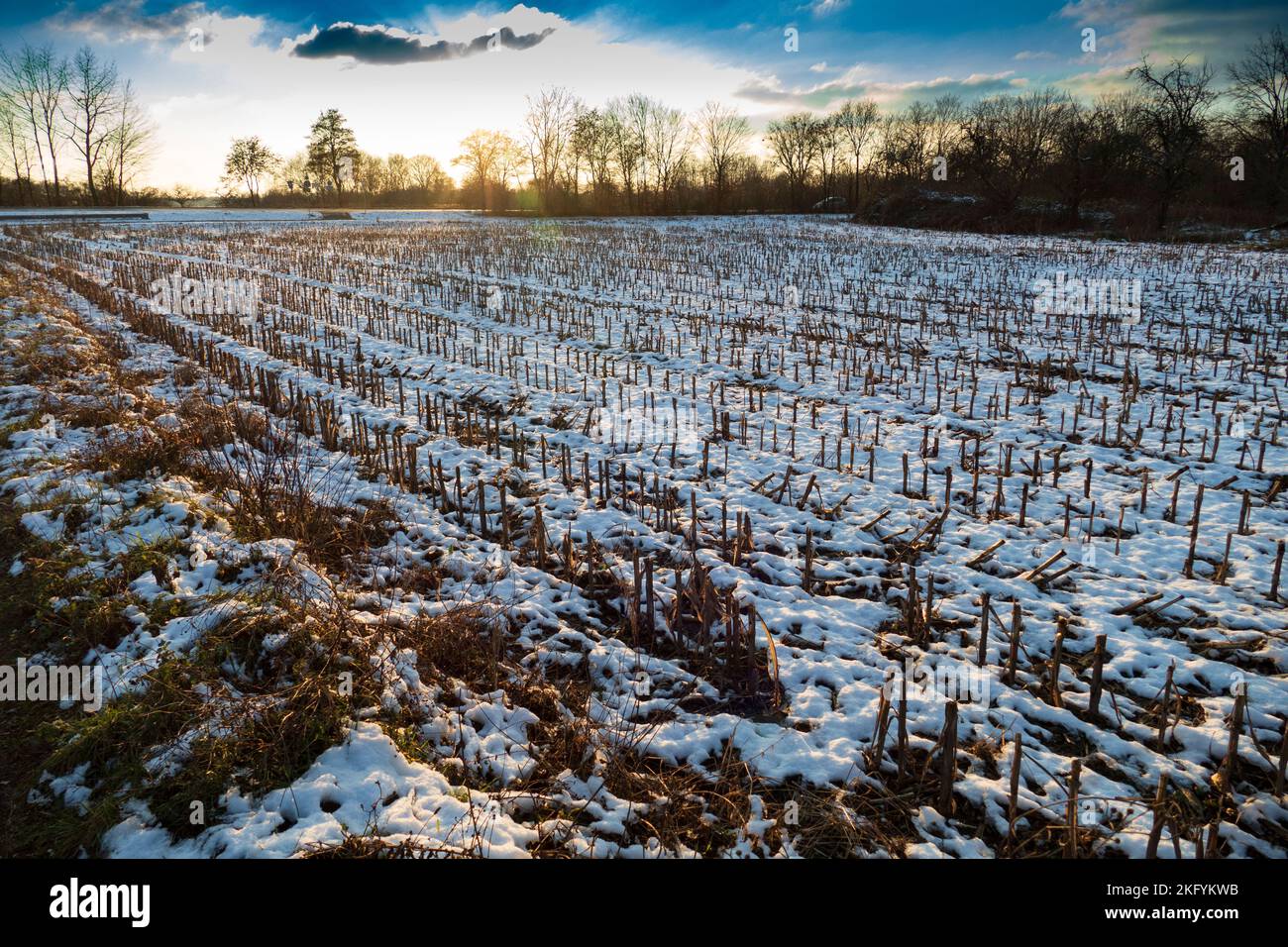 Abgeerntetes Maisfeld mit Schnee überdeckt imSonnenuntergang Foto Stock