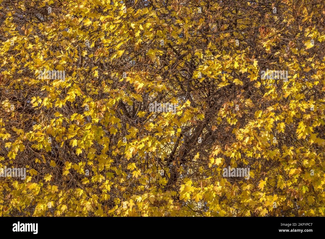 Autunno foglie dorate backgroud primo piano nel parco centrale, New York, USA Foto Stock