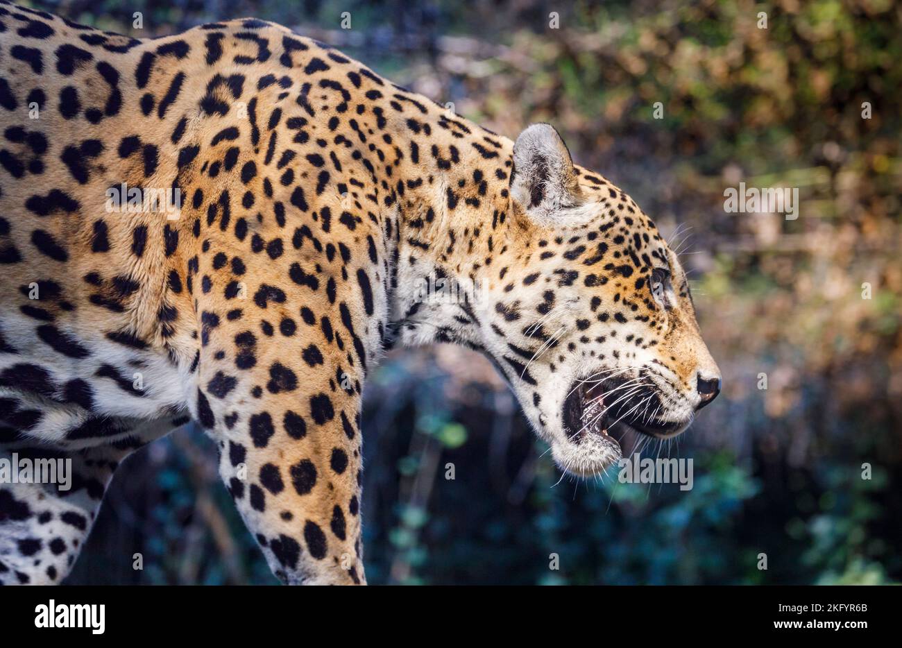 Jaguar Panthera onca felino maestoso, caccia a Pantanal, Brasile Foto Stock