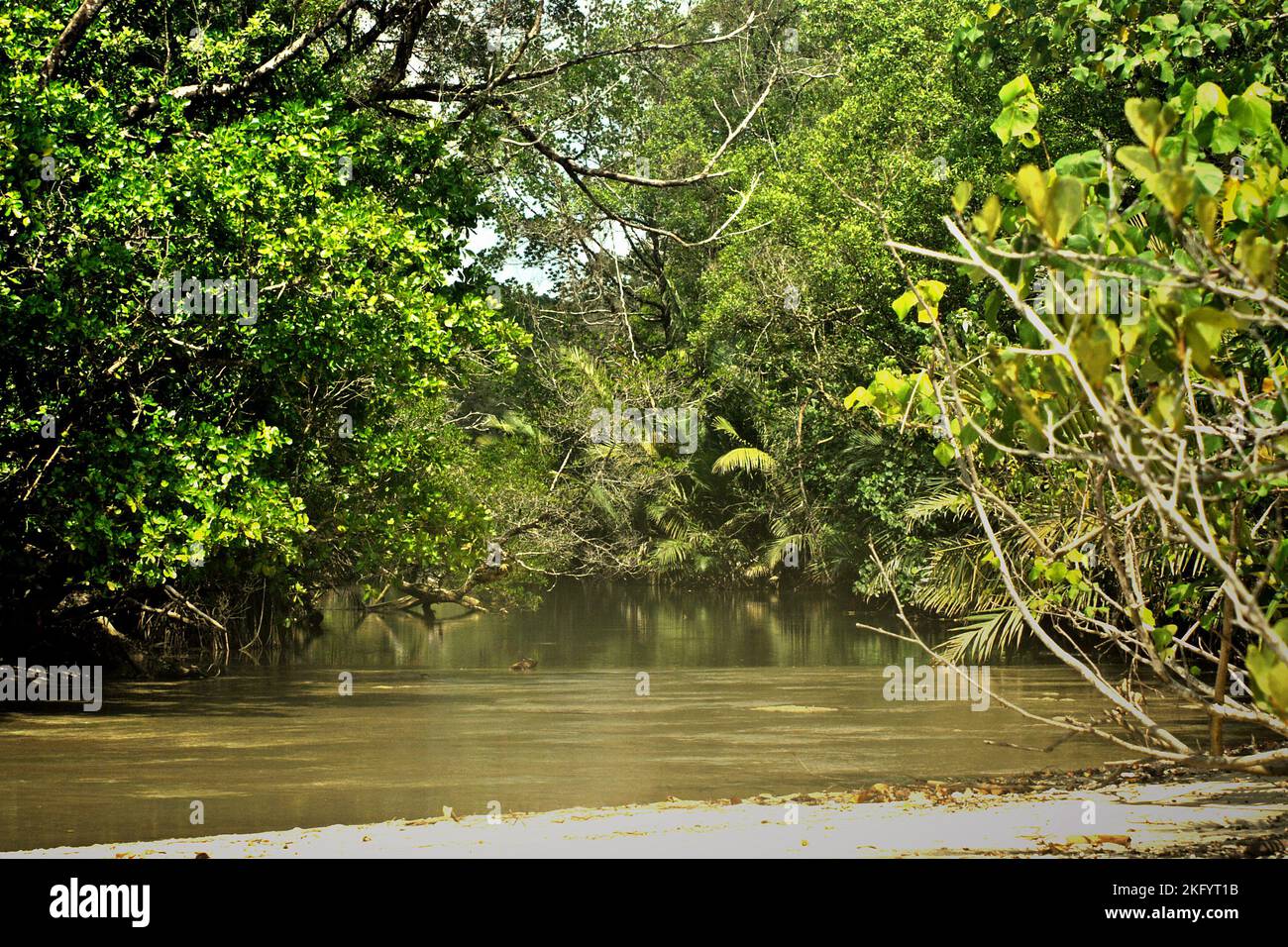 Foresta costiera sull'estuario del fiume Cigenter nell'isola di Handeuleum all'interno dell'area del parco nazionale di Ujung Kulon a Pandeglang, Banten, Indonesia. Foto Stock