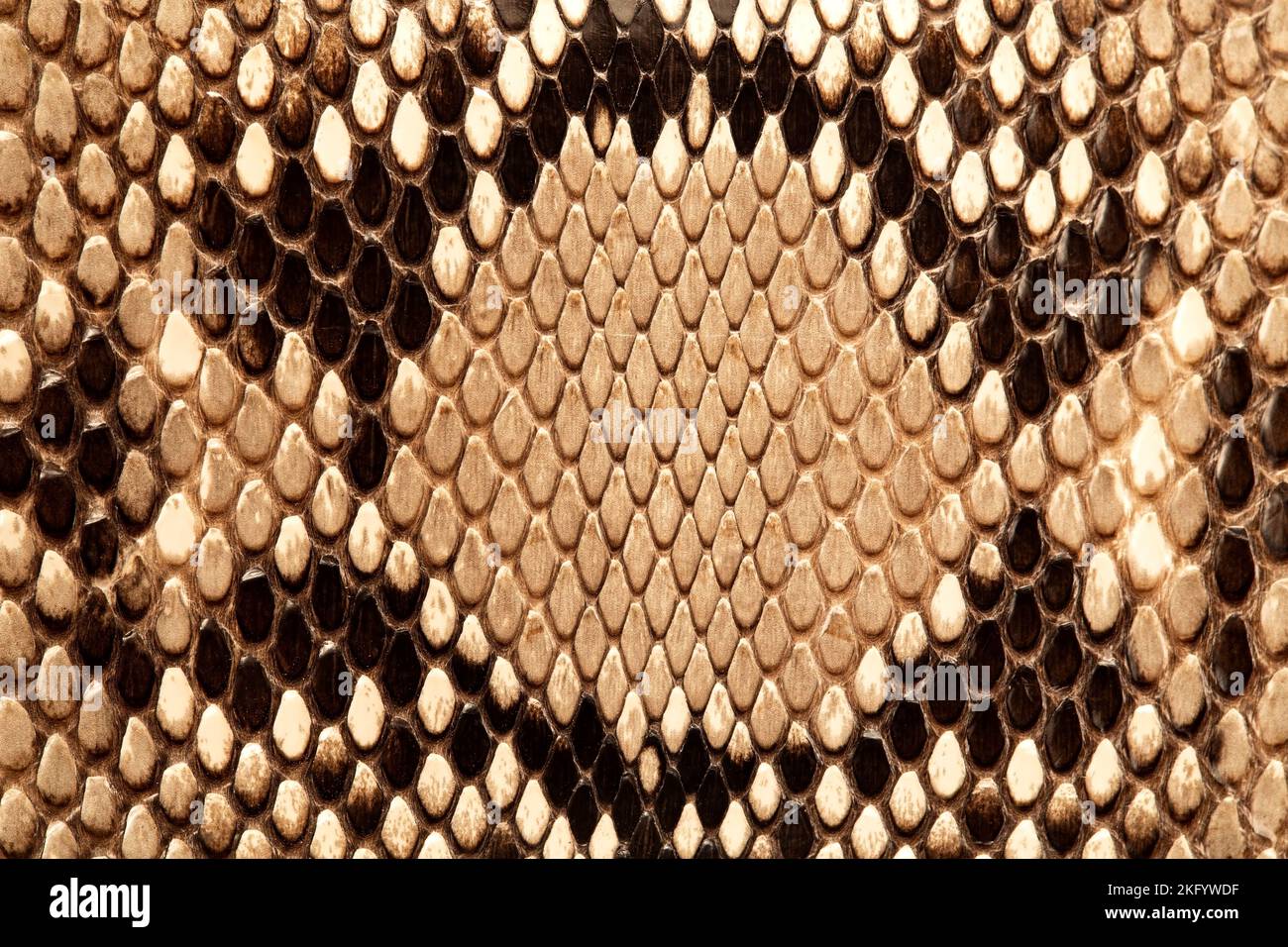 Pelle di serpente texture primo piano Foto Stock