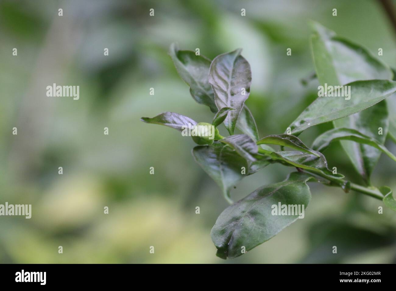 Splendidi fiori in giardino. Foto Stock