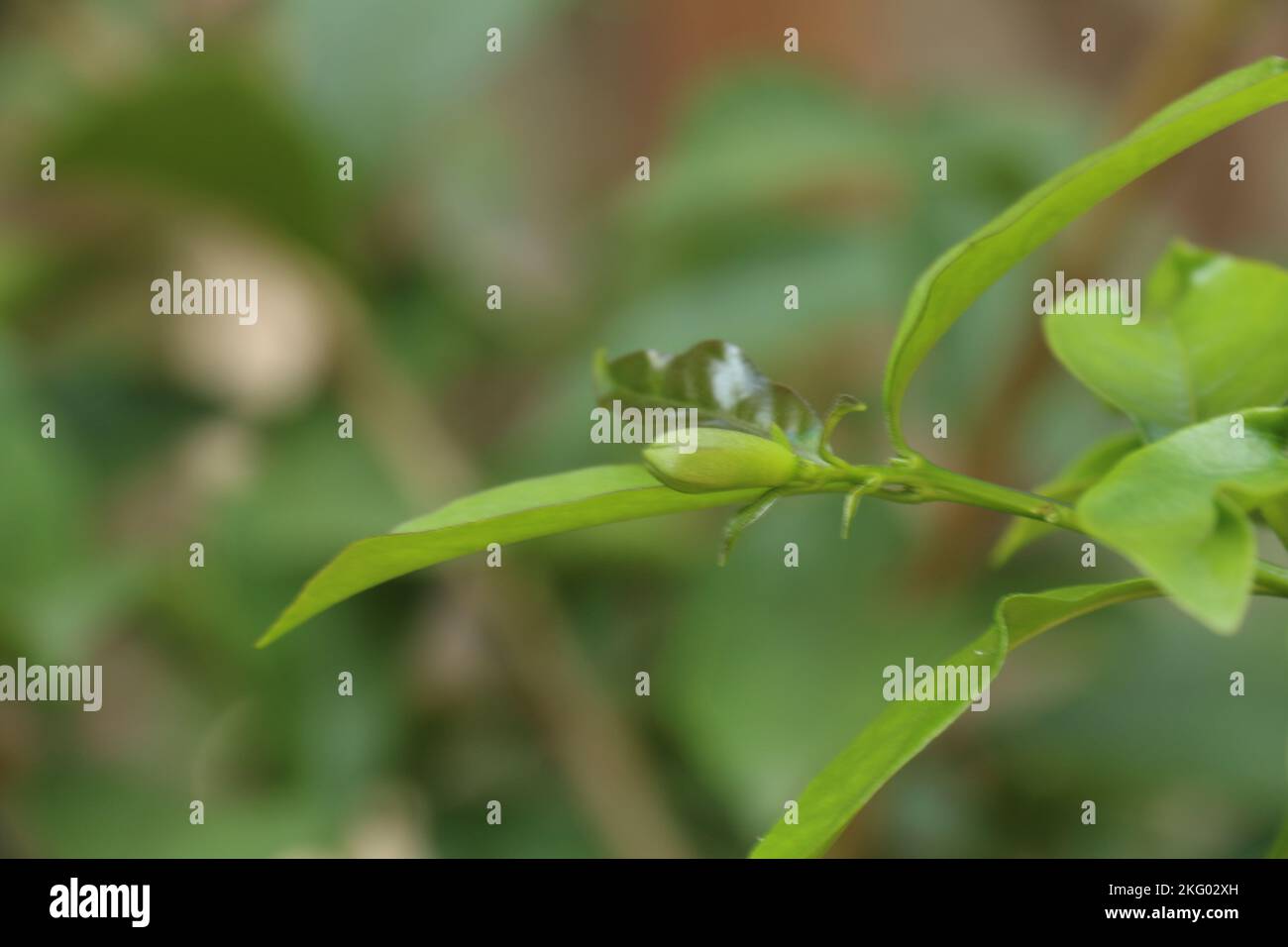 Splendidi fiori in giardino. Foto Stock