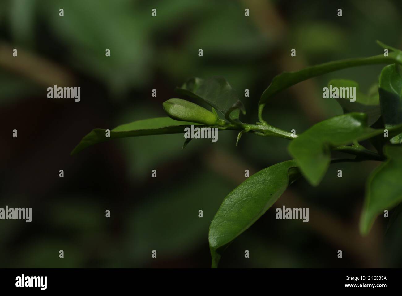 La mia casa e giardino di casa Foto Stock