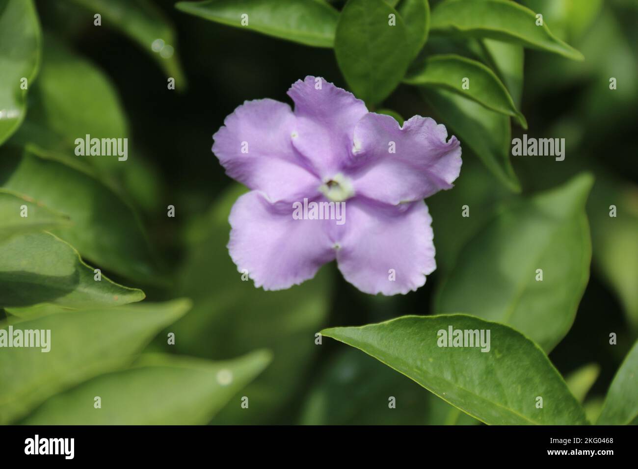 Splendidi fiori in giardino. Foto Stock