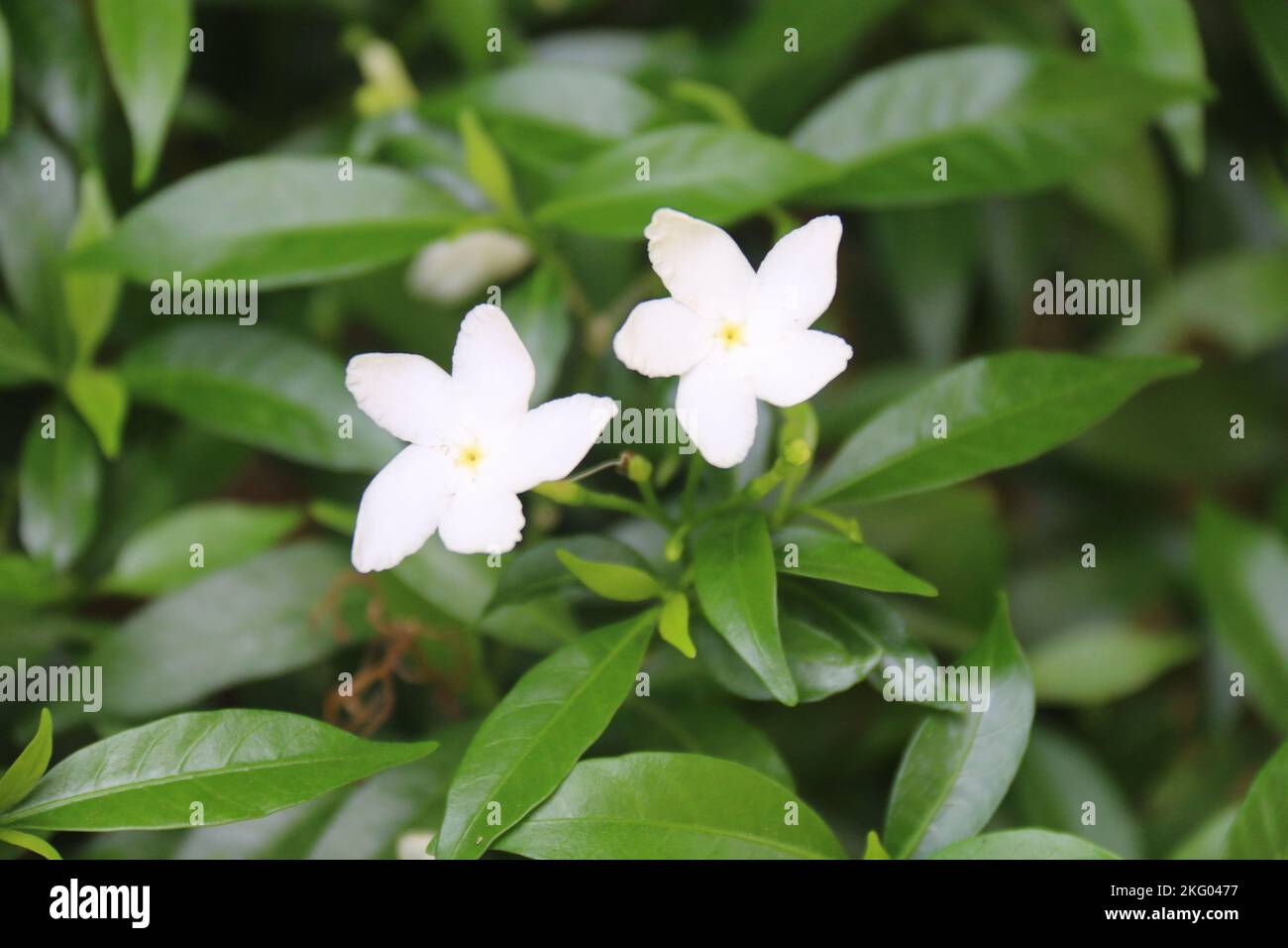 Splendidi fiori in giardino. Foto Stock