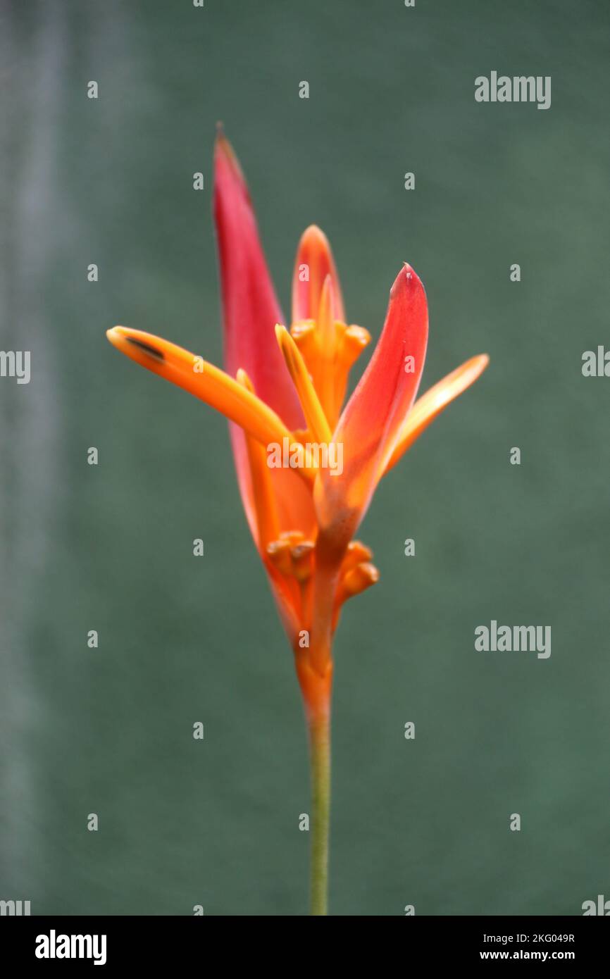 Splendidi fiori in giardino. Foto Stock