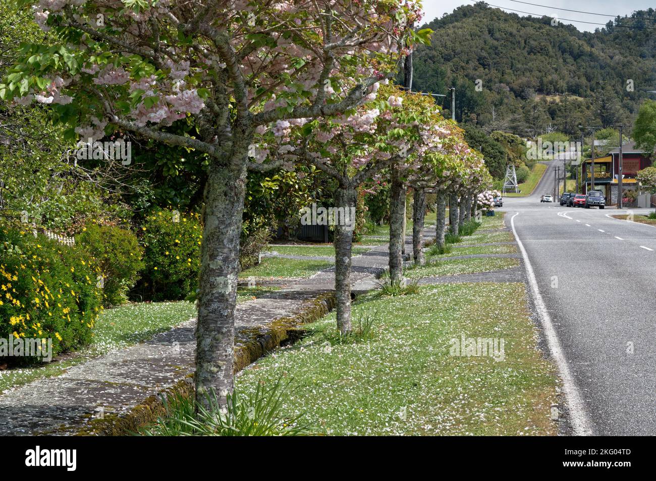Gli splendidi alberi fioriscono lungo la Ross' High Street nel quartiere Westland, sulla costa occidentale delle Isole meridionali della Nuova Zelanda. Foto Stock