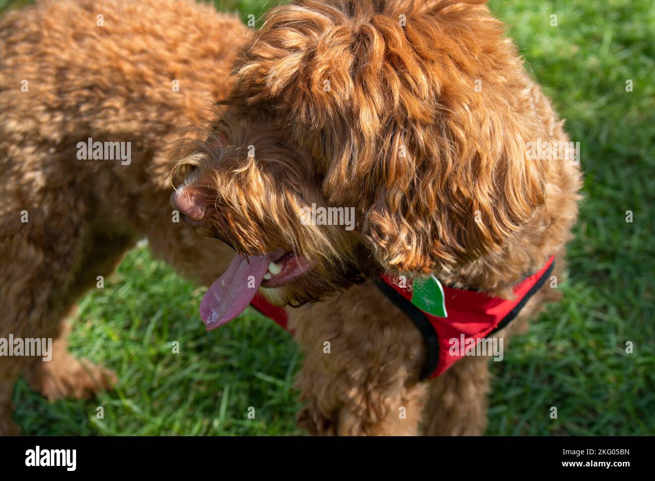 shaggy marrone Briard Dog sul prato girato testa guardando dietro Foto Stock