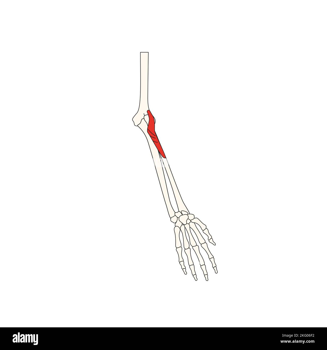 drawing_supinator dell'anatomia umana Foto Stock