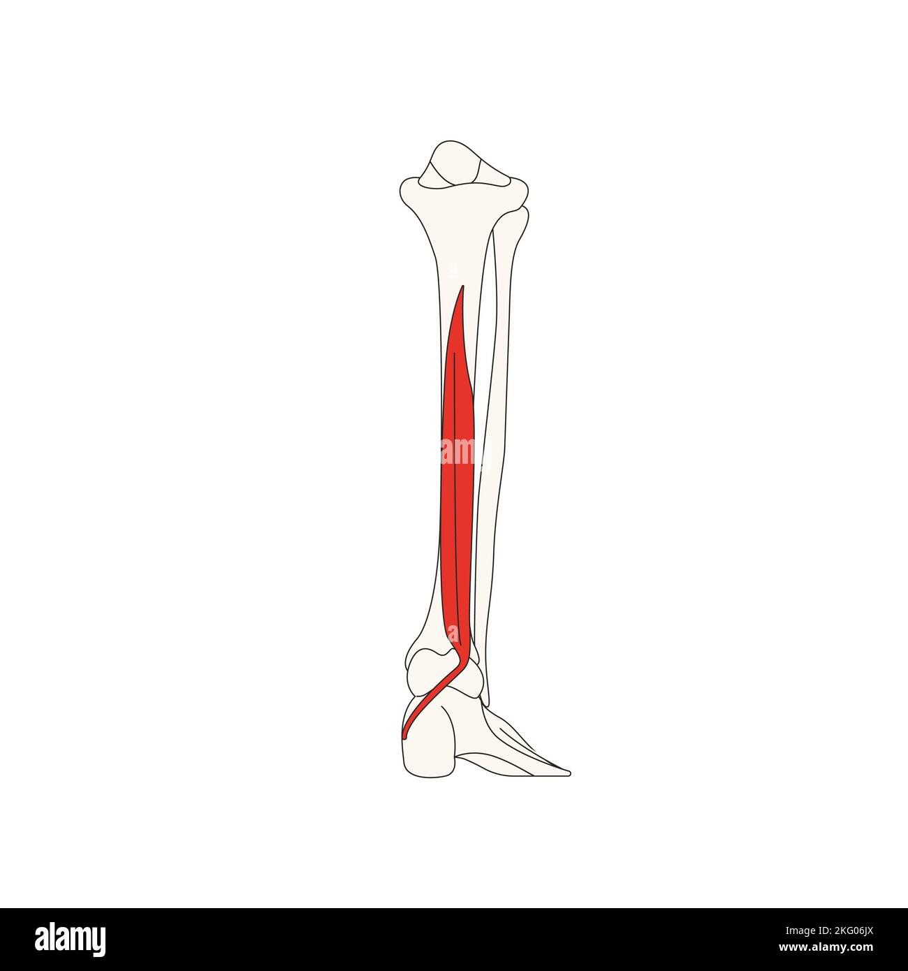 anatomia umana drawing flexor digitorum longus muscolor Foto Stock