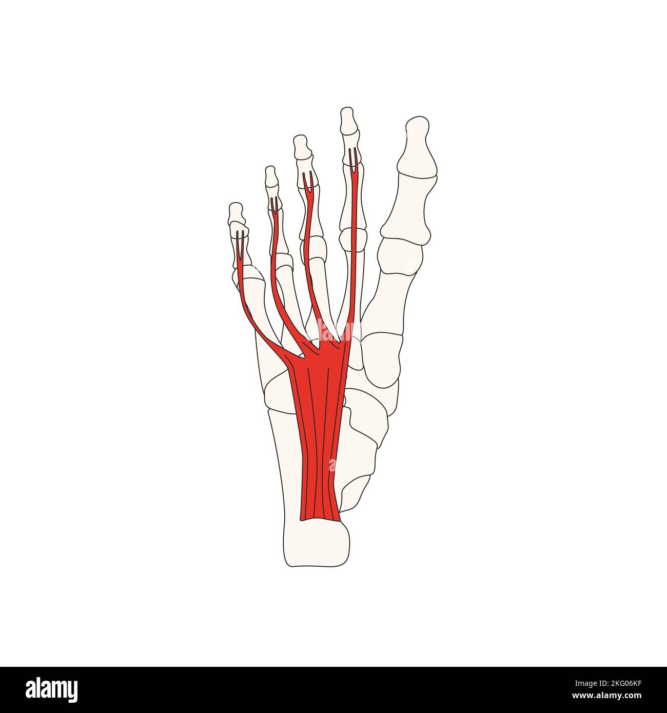 anatomia umana drawing flexor digitorum muscolo brevis Foto Stock