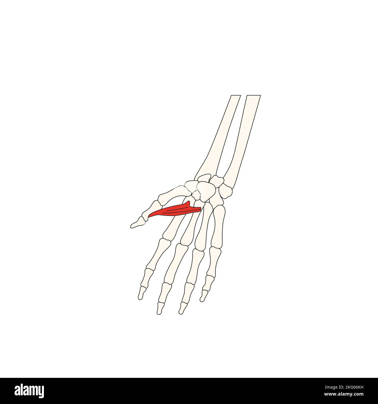 anatomia umana drawing muscolus adductor halluchi Foto Stock