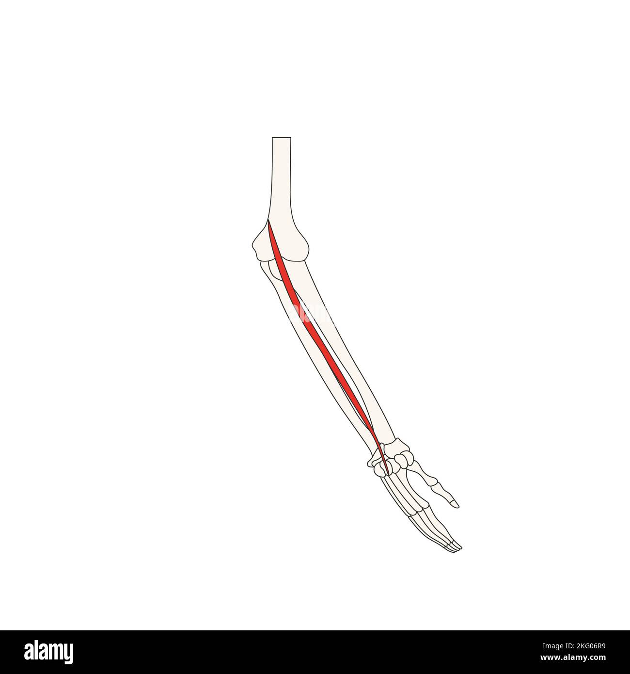 anatomia umana drawing extensor carpi radialis brevis Foto Stock