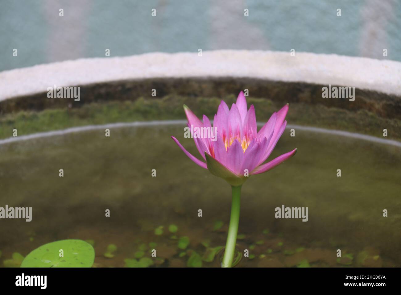 Splendidi fiori in giardino. Foto Stock