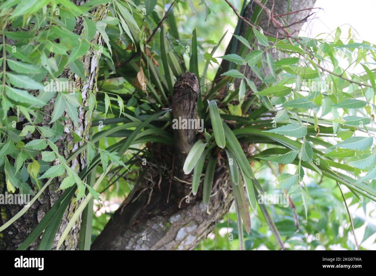 Splendidi fiori in giardino. Foto Stock