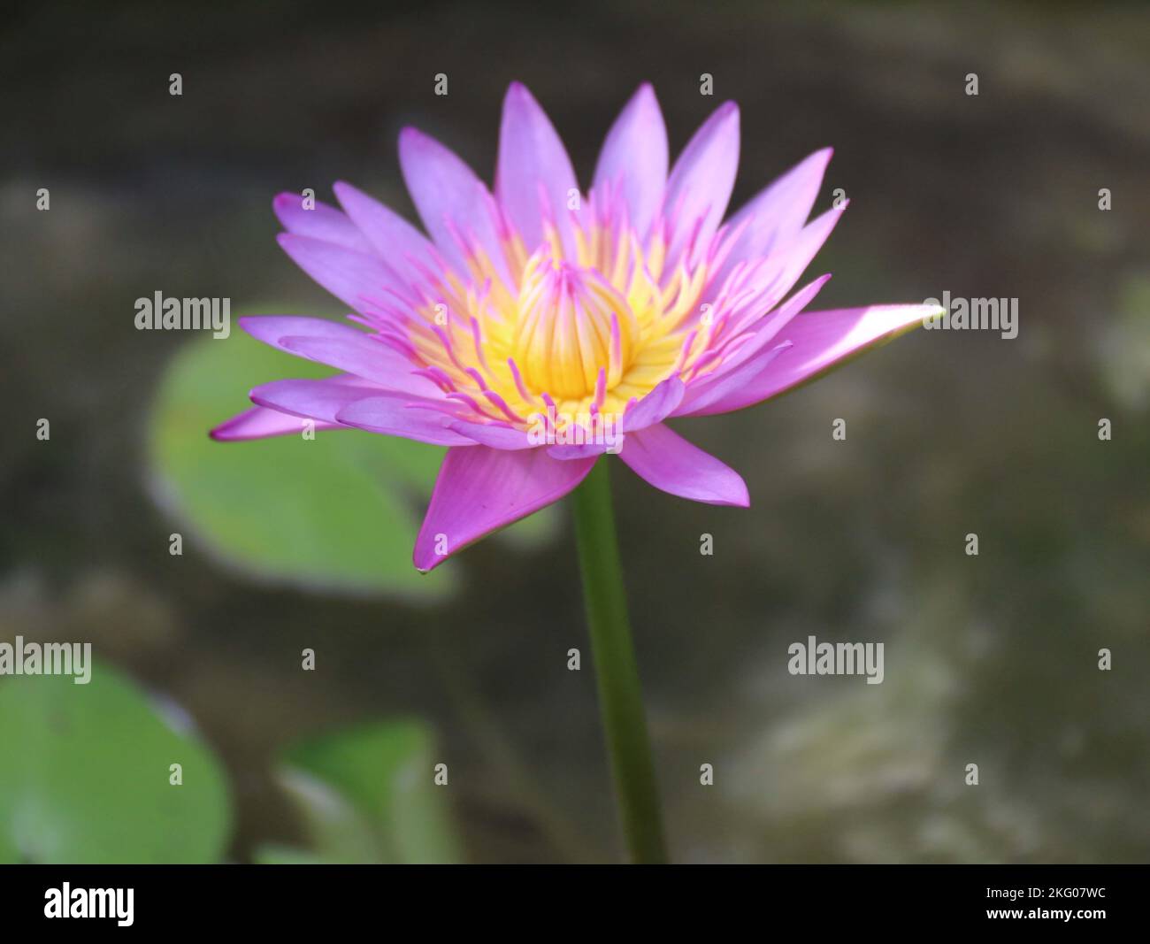 Splendidi fiori in giardino. Foto Stock
