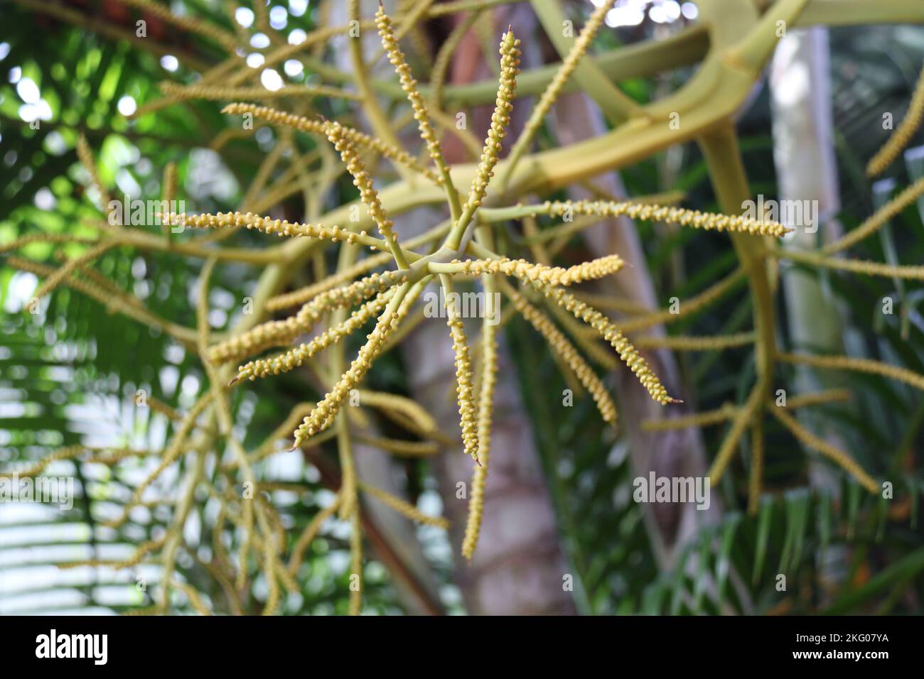Splendidi fiori in giardino. Foto Stock
