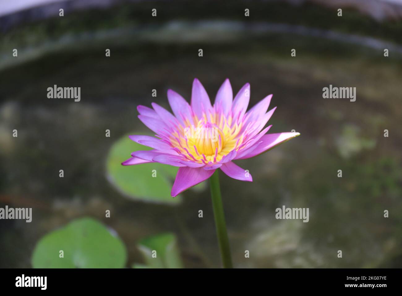 Splendidi fiori in giardino. Foto Stock