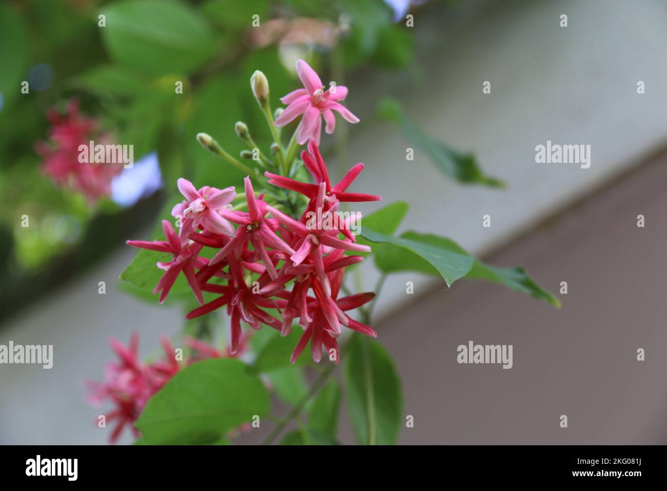 Splendidi fiori in giardino. Foto Stock