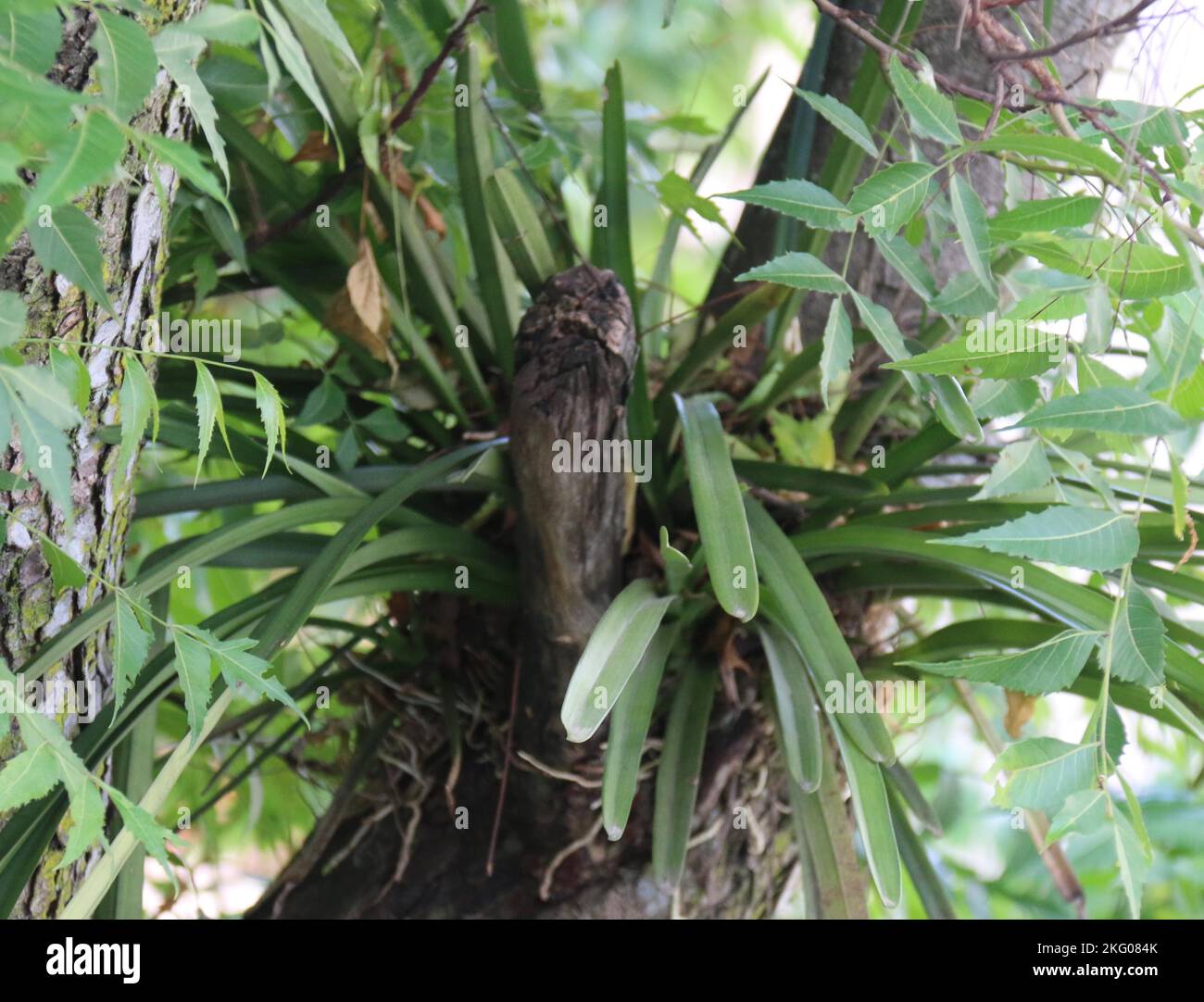 Splendidi fiori in giardino. Foto Stock