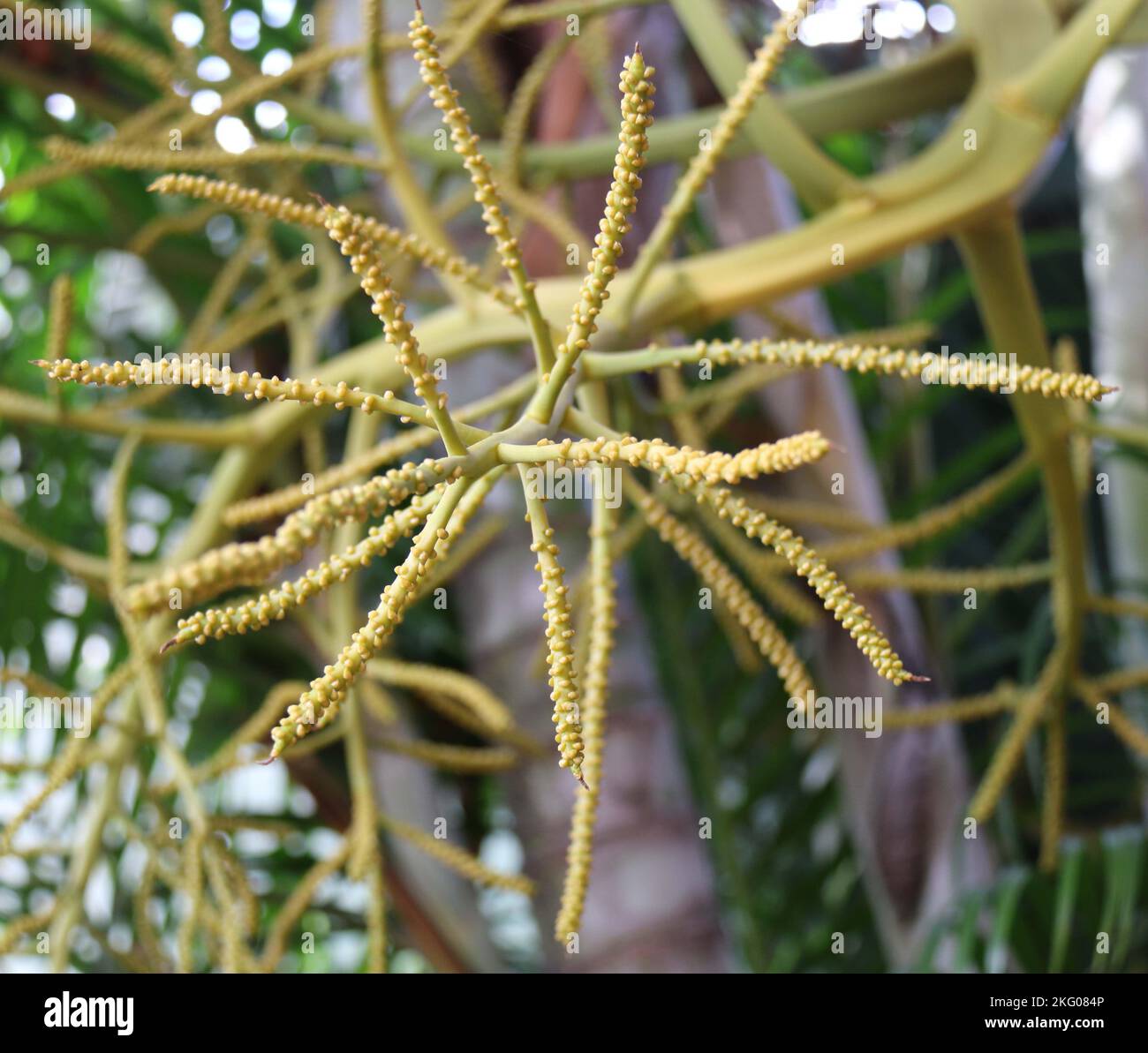Splendidi fiori in giardino. Foto Stock