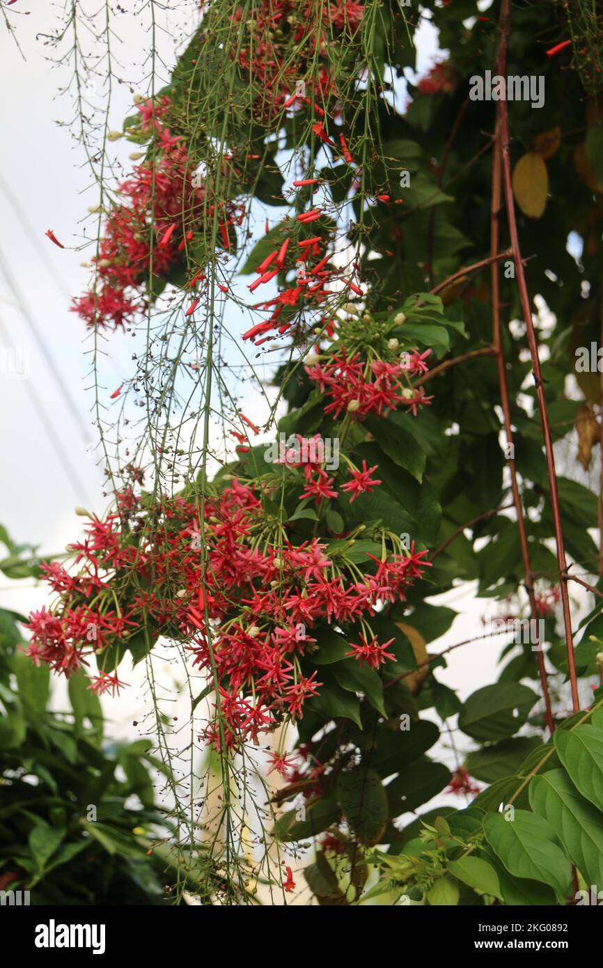 Splendidi fiori in giardino. Foto Stock