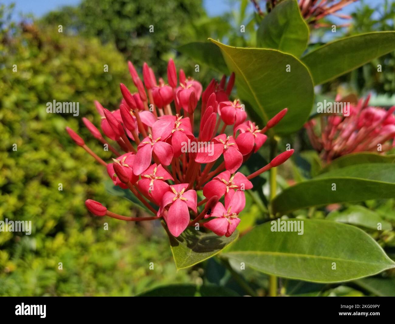Il grappolo di fiori di ixora rossa, un arbusto sempreverde tropicale relativo al gelsomino dell'India occidentale, su uno sfondo sfocato delle foglie verdi -01 Foto Stock