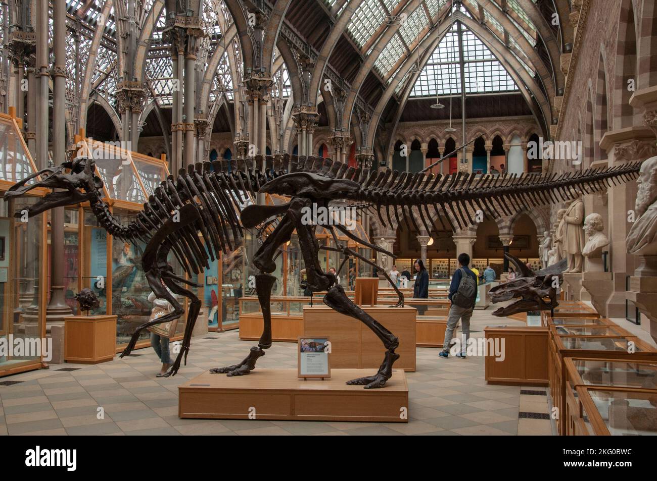 Uno scheletro completo di dinosauro in mostra al Oxford University Museum of Natural History, Inghilterra Foto Stock