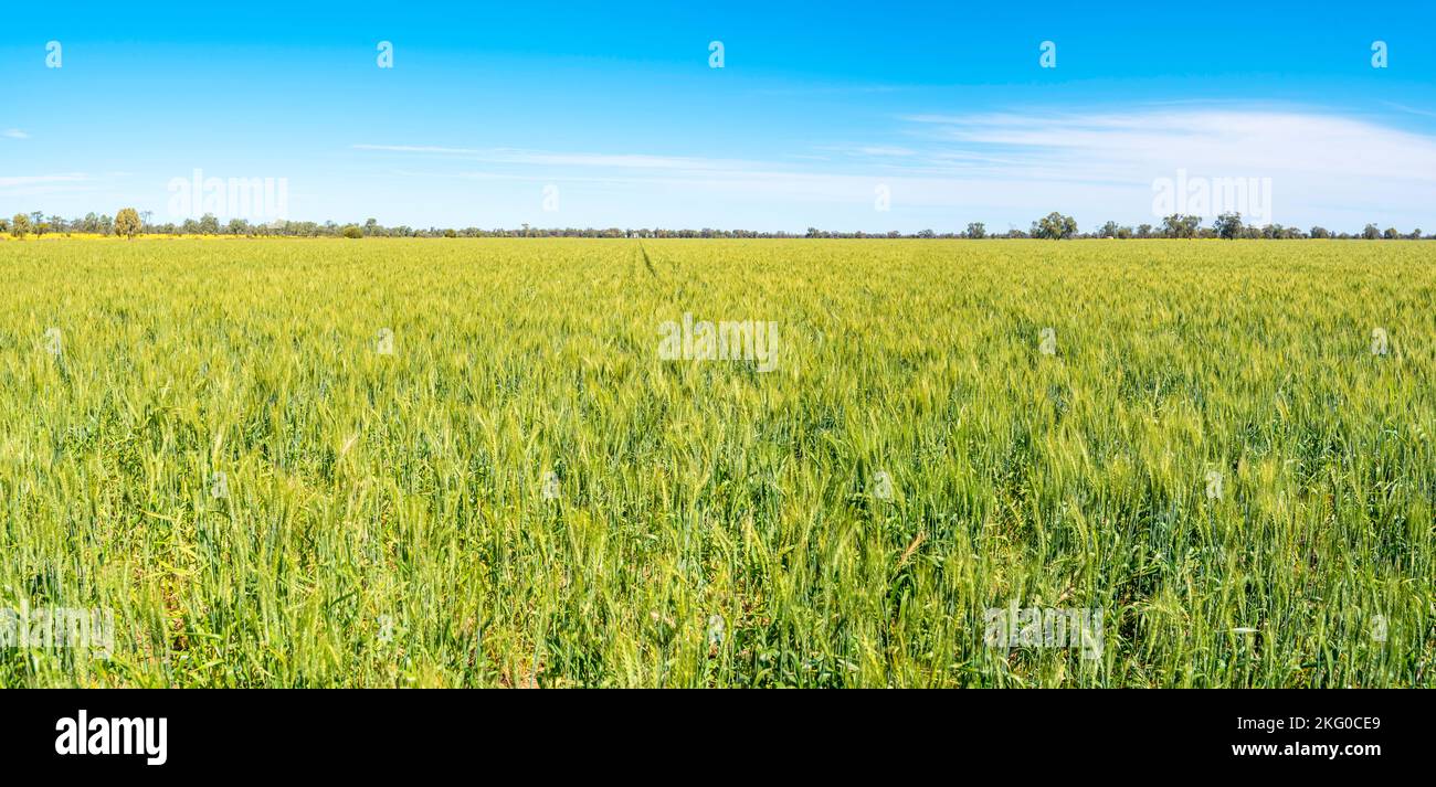 Una vista panoramica di una coltura semi-nana di grano che cresce su una proprietà nel nord-ovest del nuovo Galles del Sud, Australia Foto Stock