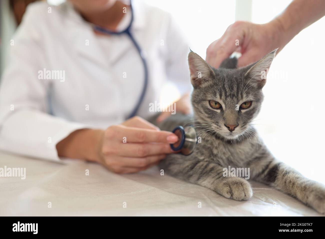 Veterinario femminile che esamina il gatto a strisce grigie con stetoscopio Foto Stock