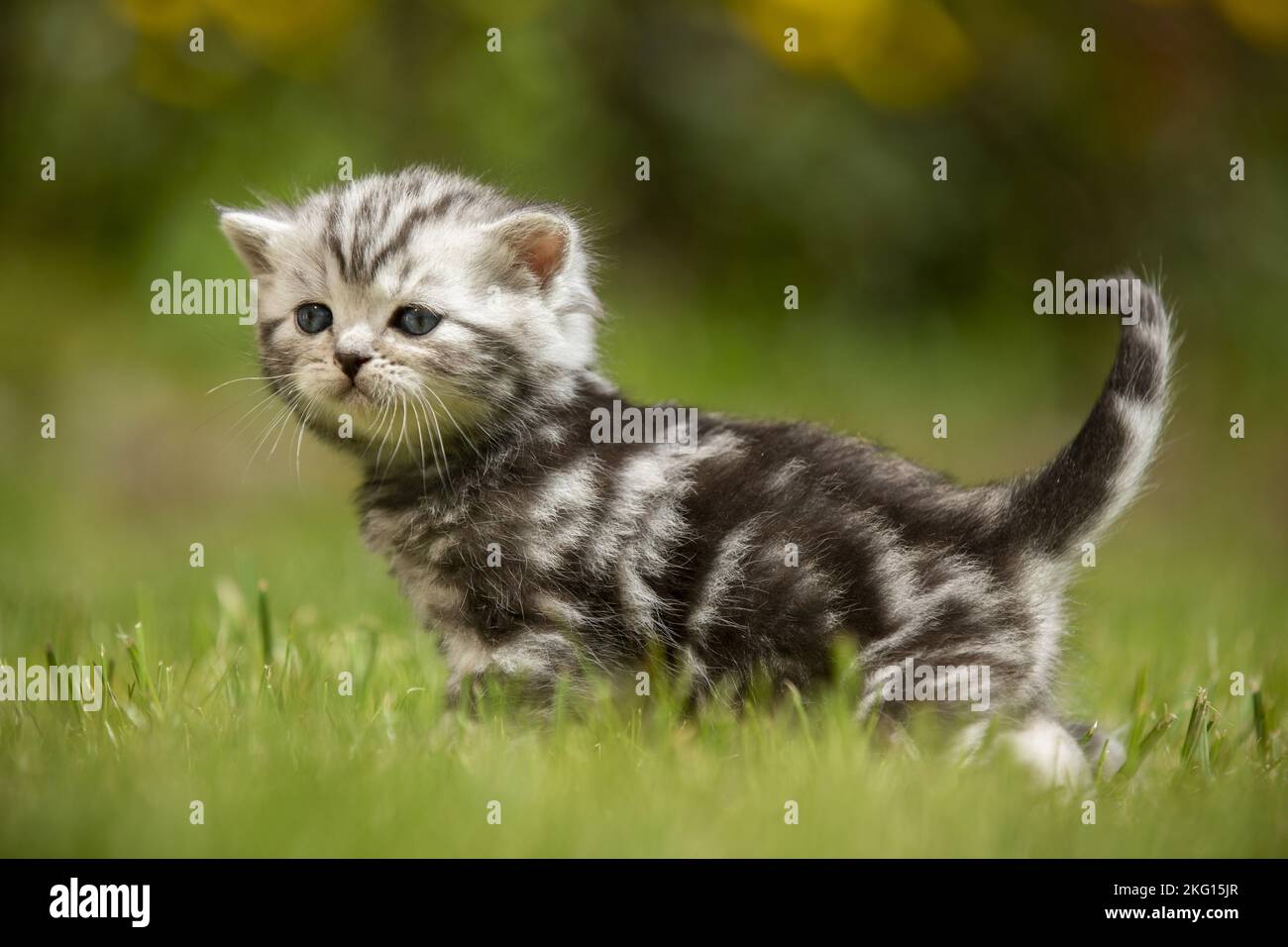 In piedi British Shorthair Kitten Foto Stock