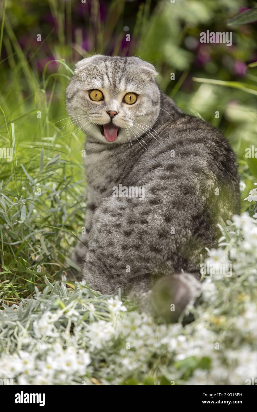 Udienza Scottish Fold Foto Stock