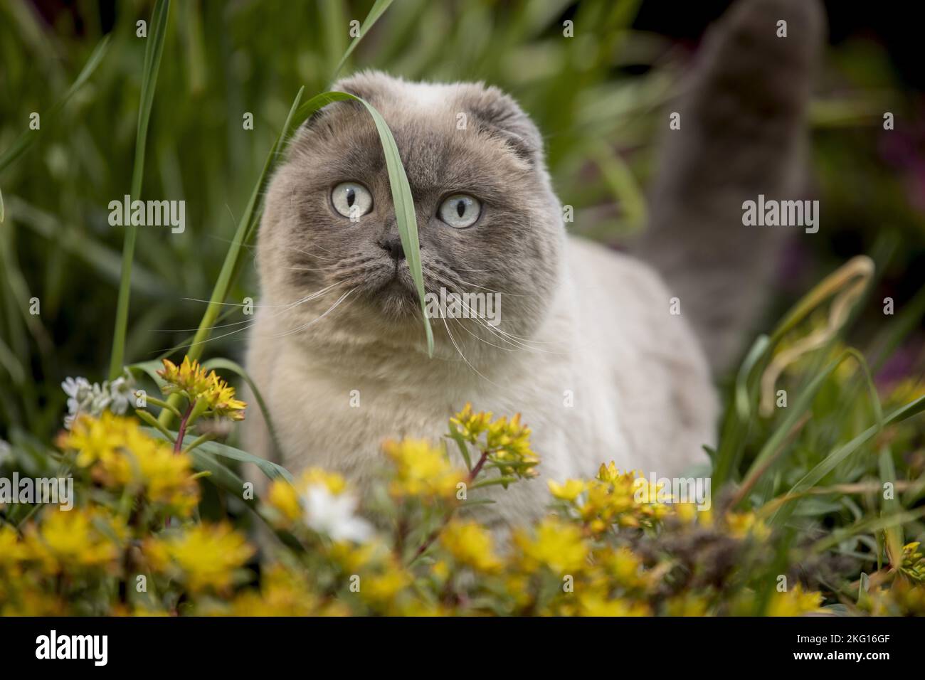Scottish Fold Foto Stock