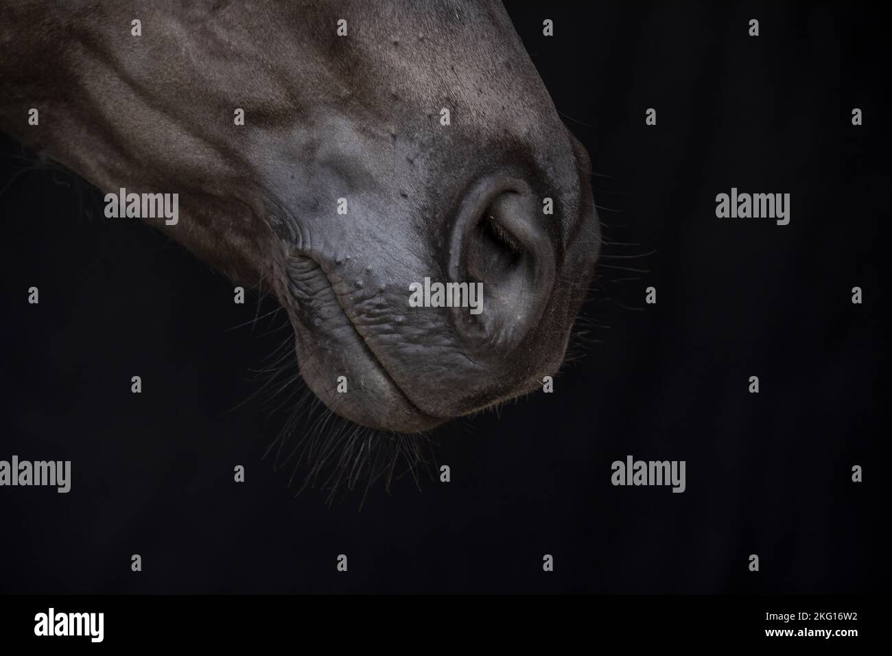 bocca del cavallo Foto Stock
