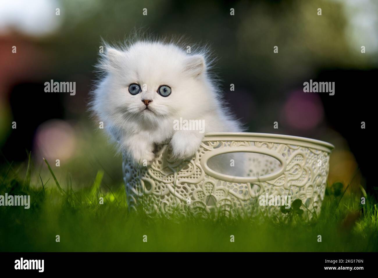 Gattino britannico a capelli lunghi in un cestino Foto Stock