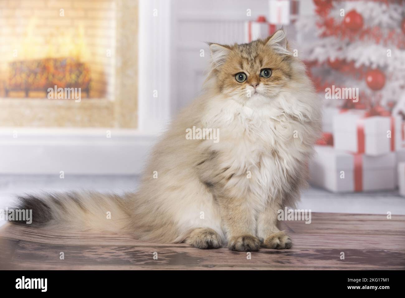 Inglese seduto Longhair Foto Stock