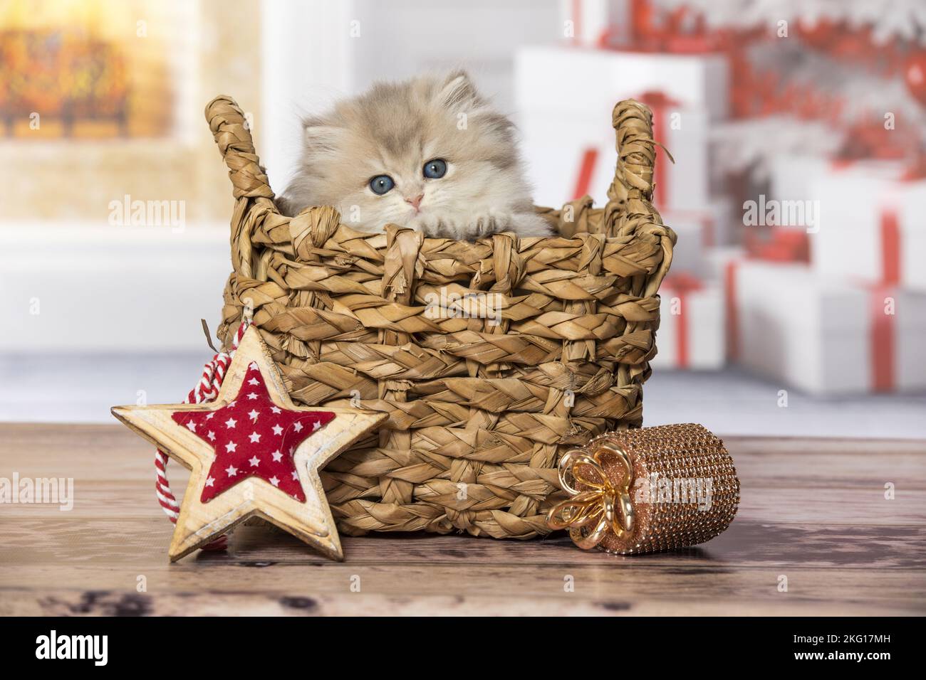 British Longhair Kitten nel cestino di vimini Foto Stock