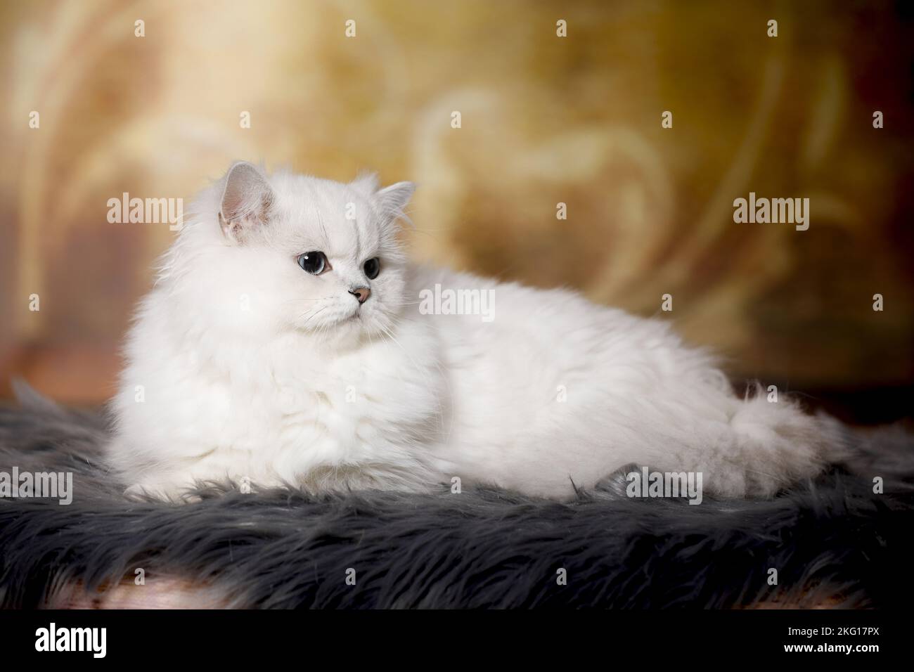 Lying British Longhair Foto Stock