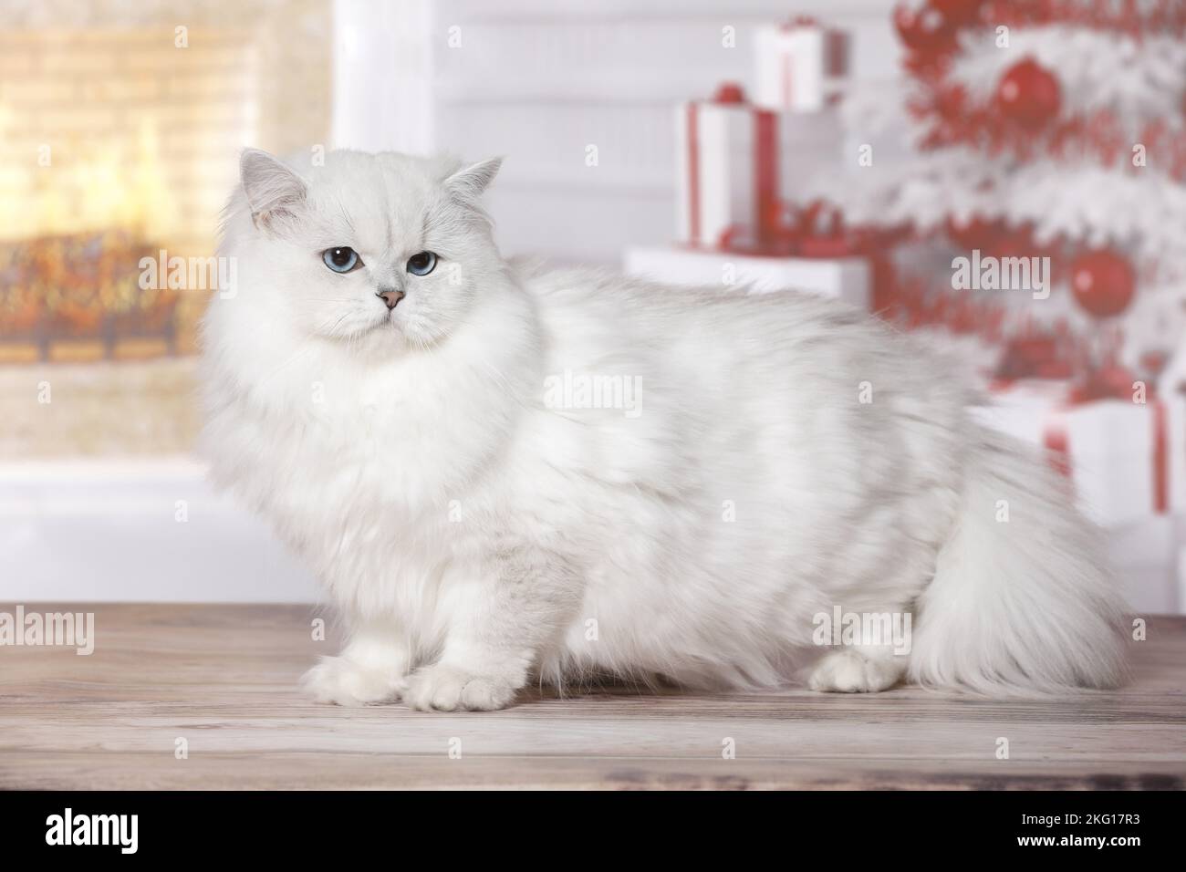 Inglese Longhair in piedi Foto Stock
