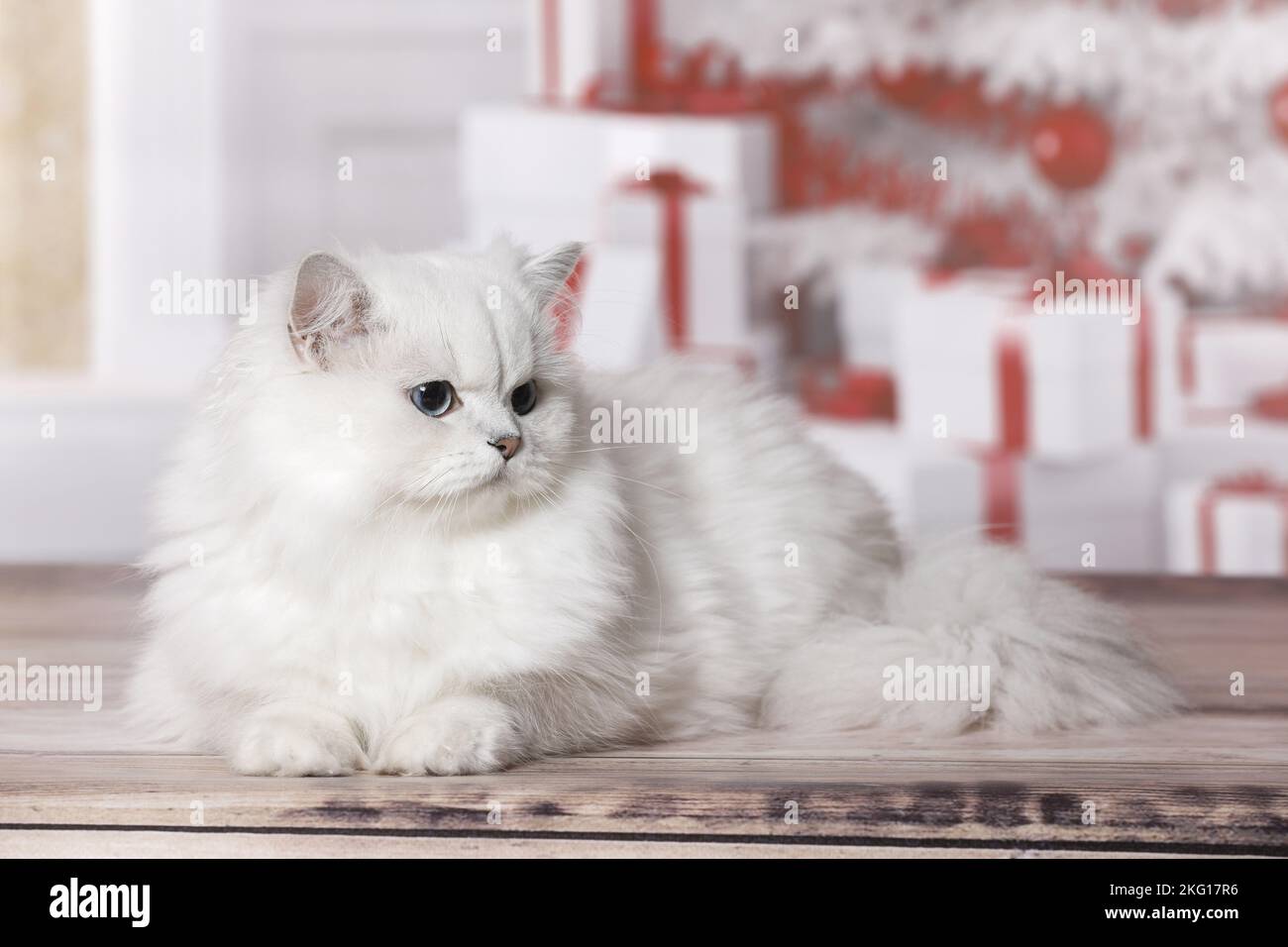Lying British Longhair Foto Stock