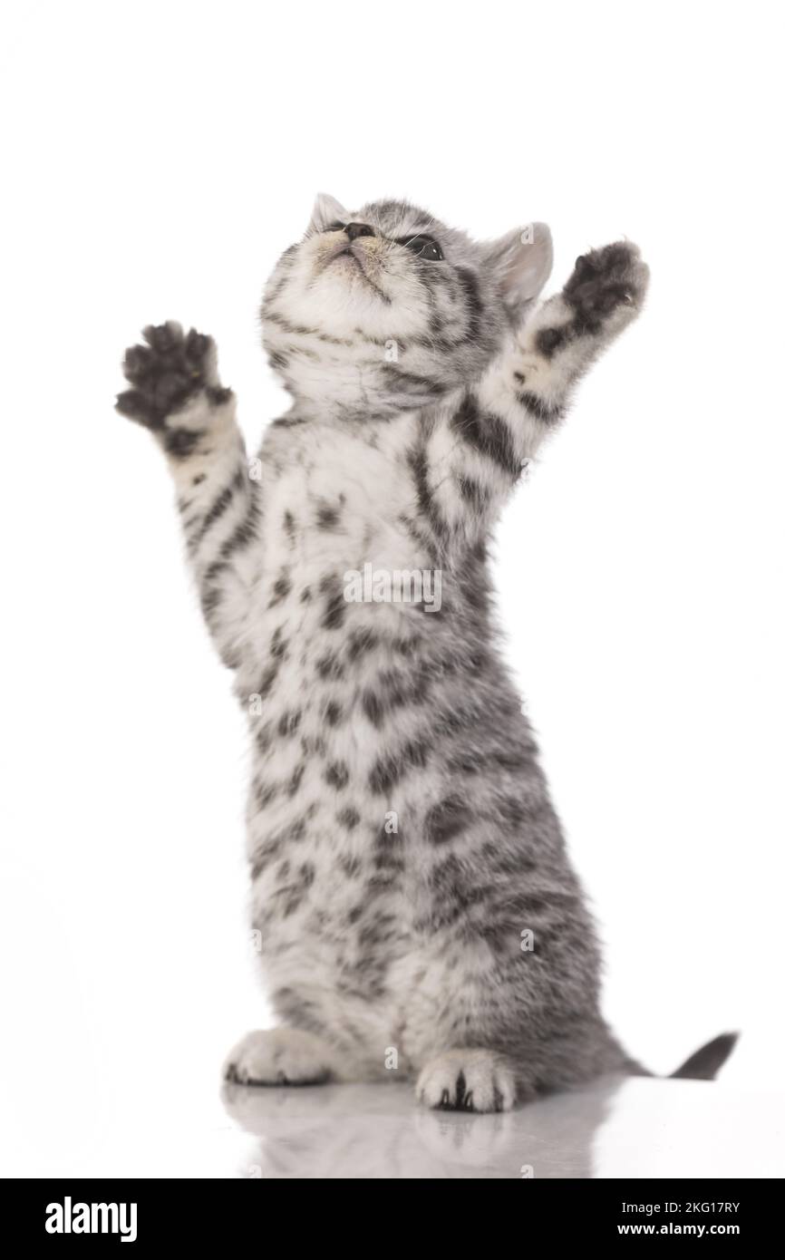 Udienza British Shorthair Kitten Foto Stock
