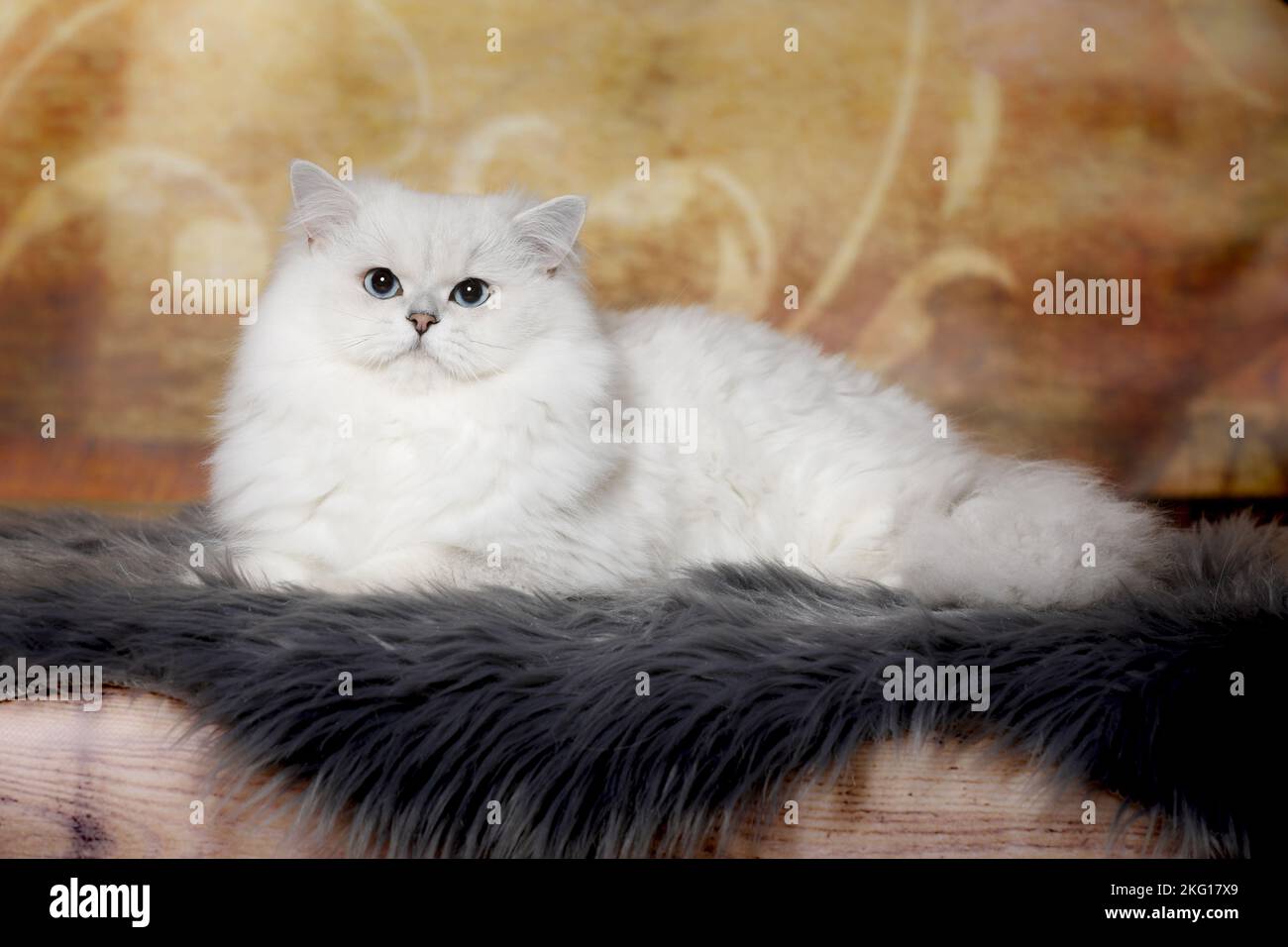 Lying British Longhair Foto Stock