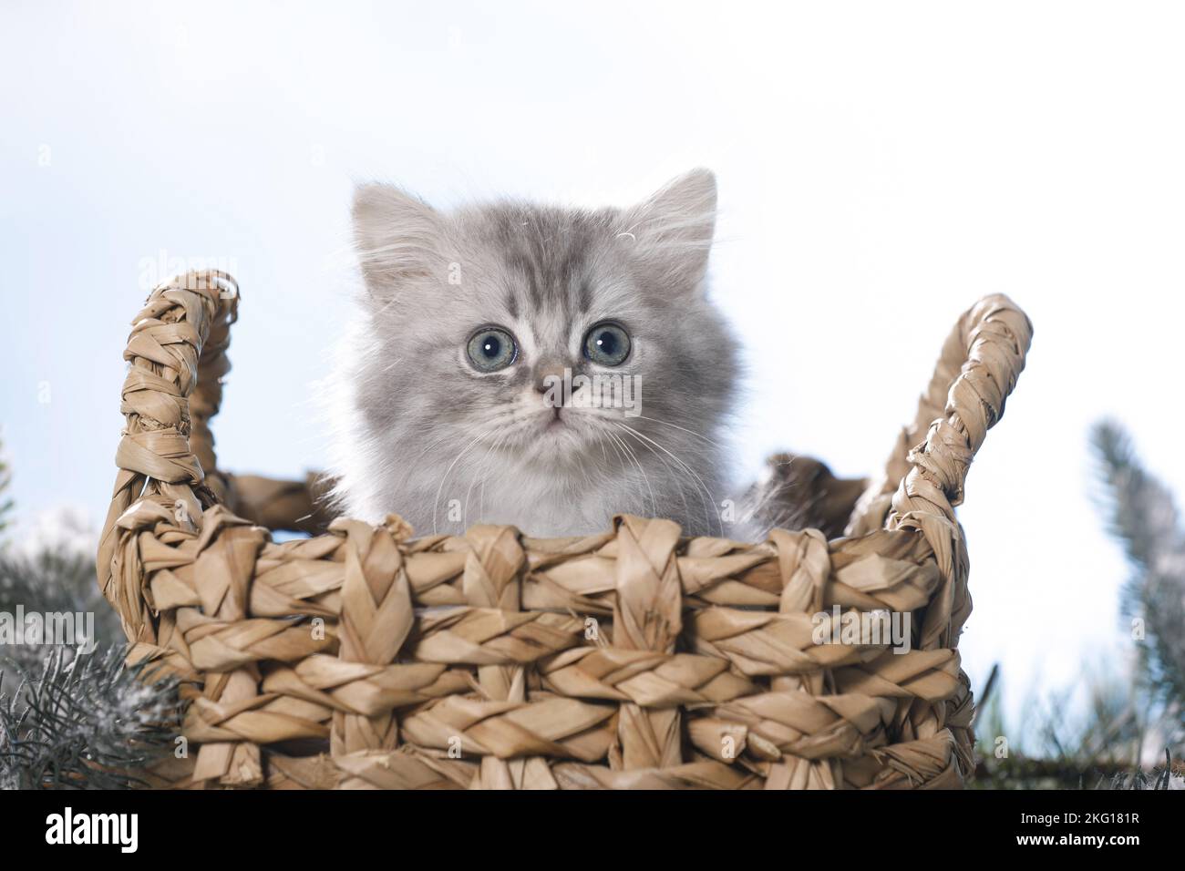 Ritratto britannico di Longhair Kitten Foto Stock