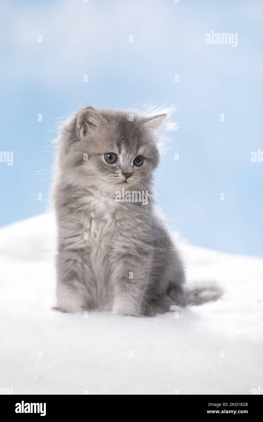Inglese seduto Longhair Kitten Foto Stock