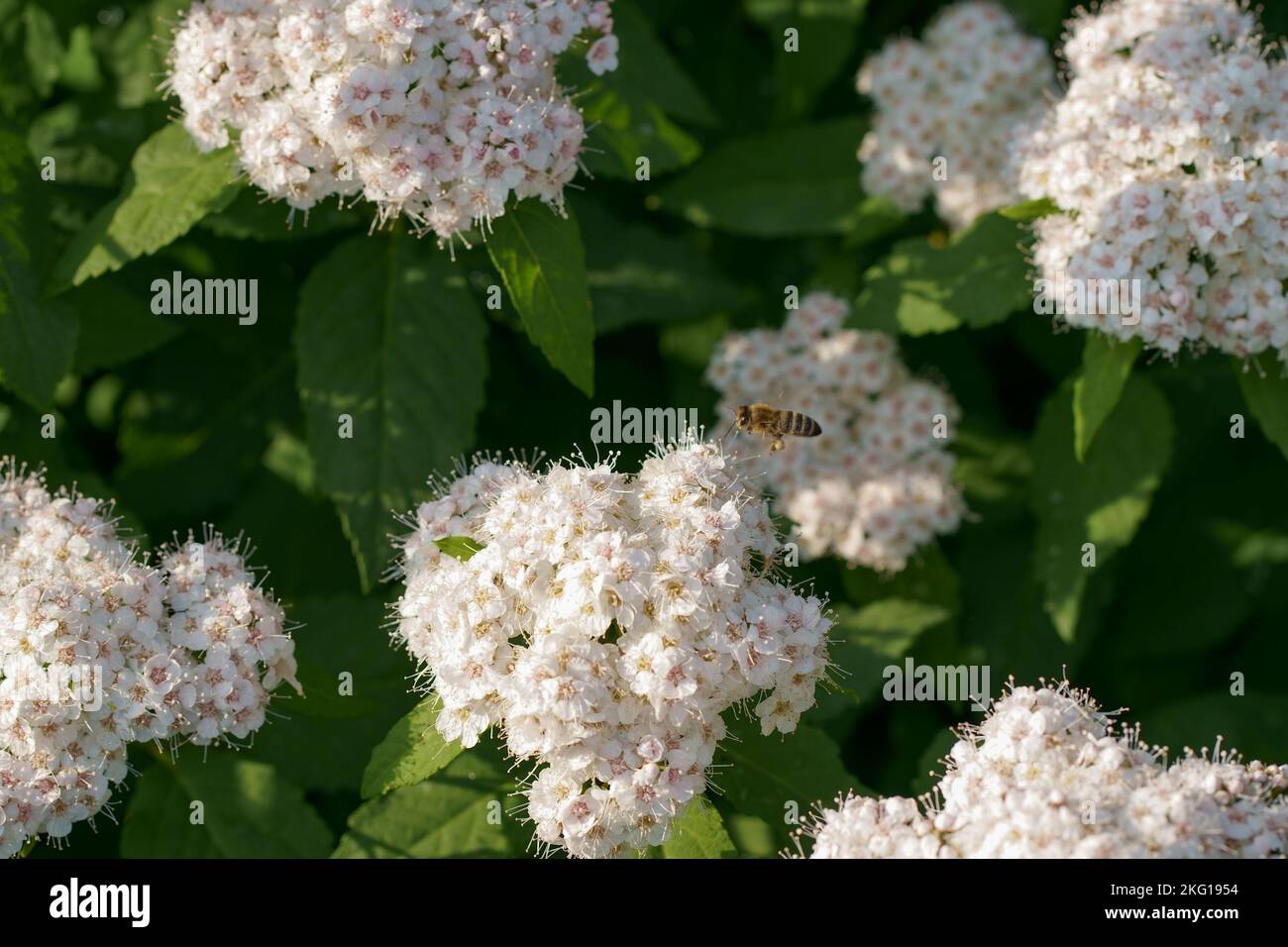 Bush Vanhoutte spirea. Bella primavera fioritura arbusto con molti fiori bianchi. Spirea arguta fioritura. Messa a fuoco selettiva. Arte immagine romantica. Foto Stock