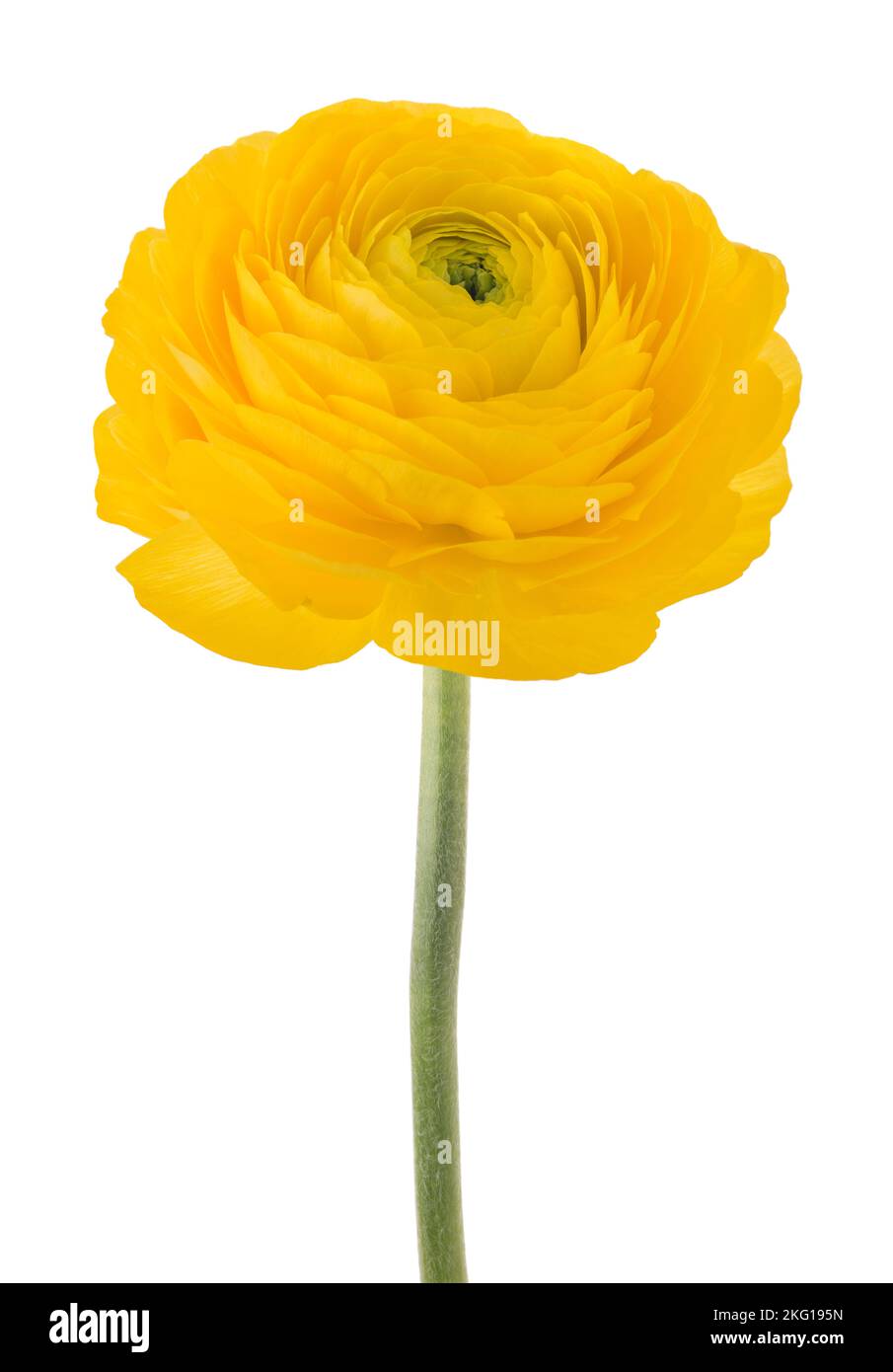 Fiore Buttercup isolato su sfondo bianco Foto Stock